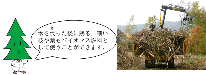 木を伐った後に残る、細い枝や葉もバイオマス燃料として使うことができます。