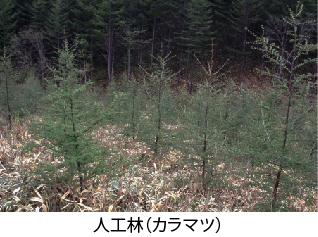 人工林（カラマツ）の写真