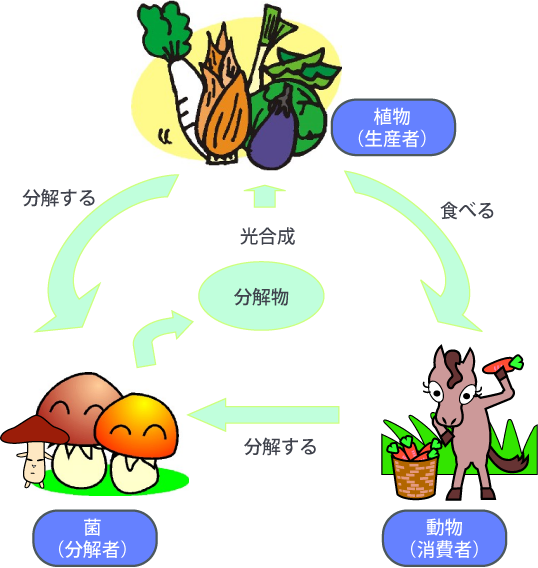 イラスト:菌類が植物や動物を分解して循環するイメージ図