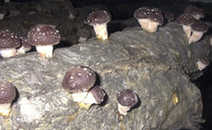 写真:シイタケの原木栽培