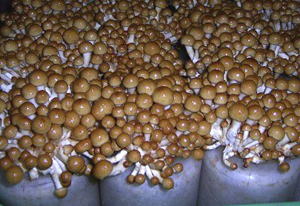 写真:ナメコの菌床栽培(木粉栽培)