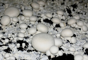 写真:マッシュルームの堆肥栽培