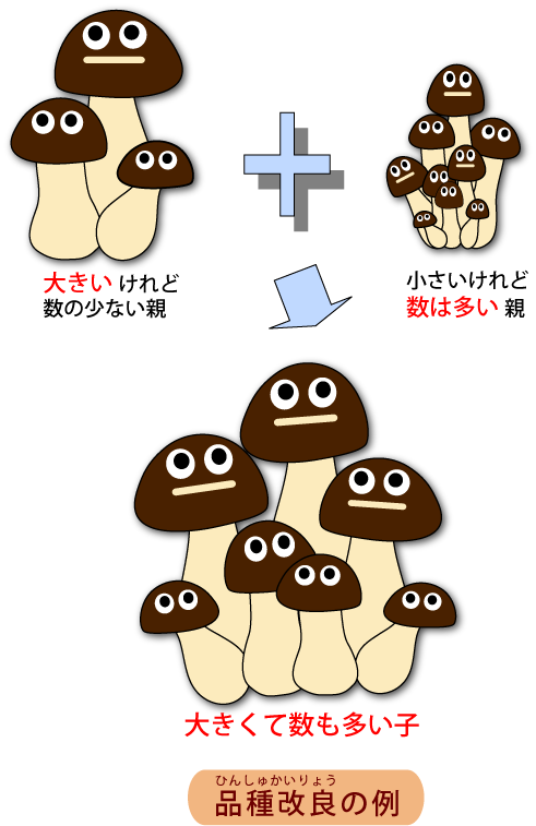 図:品種改良の例(大きくて数が少ない親と小さくて数が多い親から、大きくて数が多い種類を開発する)