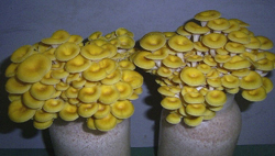 タモギタケの写真