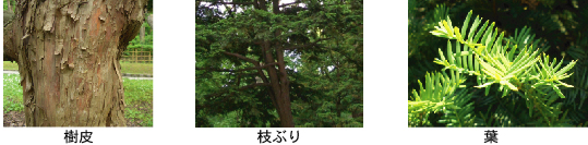 樹皮 枝ぶり 葉