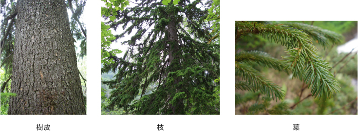 左:樹皮中央:枝右:葉