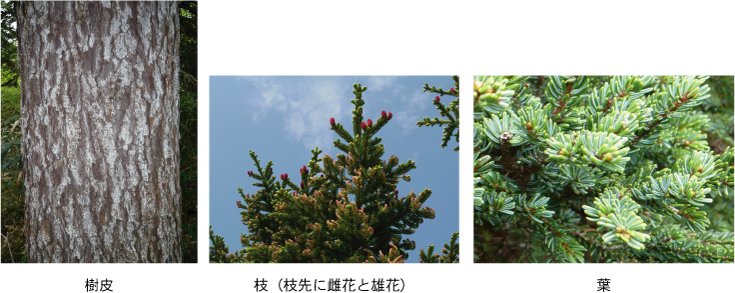 左:樹皮中央:枝(枝先に雌花と雄花)右:葉