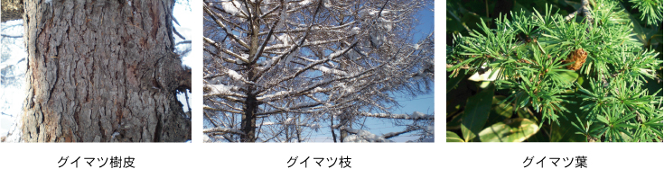 左:グイマツ樹皮中央:グイマツ枝右:グイマツ葉