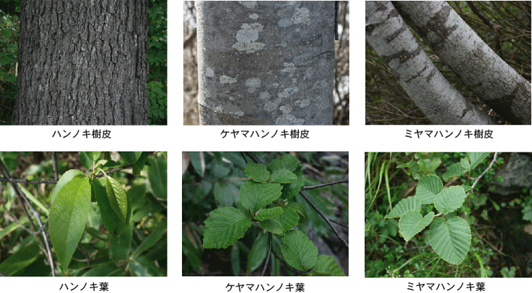 ハンノキ樹皮,ケヤマハンノキ樹皮,ミヤマハンノキ樹皮,ハンノキ葉,ケヤマハンノキ葉,ミヤマハンノキ葉
