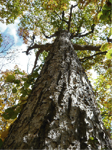 ミズナラ黄葉期