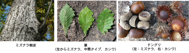 樹皮,葉,ドングリ