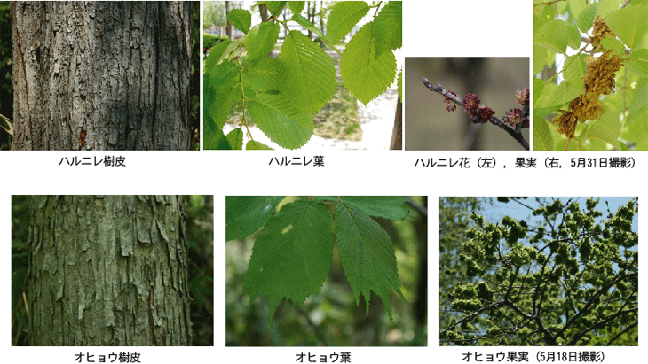 ハルニレ樹皮,葉,花,オヒョウ樹皮,葉,花