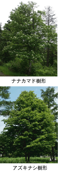 ナナカマド,アズキナシの樹形