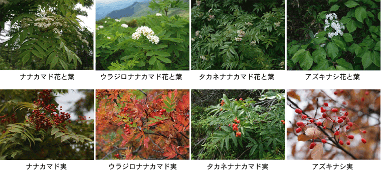 各種ナナカマドの花,葉,実