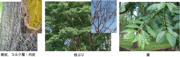 樹皮,枝ぶり,葉