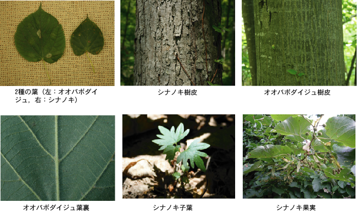 2種の葉,樹皮,オオバボダイジュ葉裏,シナノキ子葉,果実