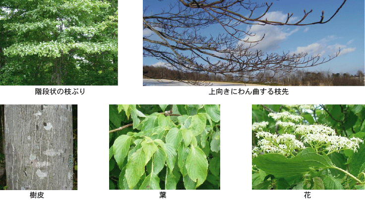 階段状の枝ぶり、枝先、樹皮、葉、花