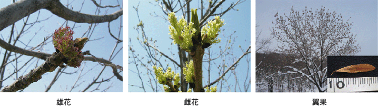 雄花、雌花、翼果