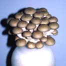 成果の写真3 成果の写真3