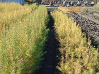 左:F1 右:グイマツ 左:F1 右:グイマツ