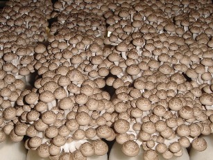 マーブレ219 マーブレ219