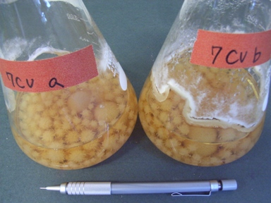 液体培養の様子 液体培養の様子