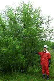 2年生のヤナギ 2年生のヤナギ