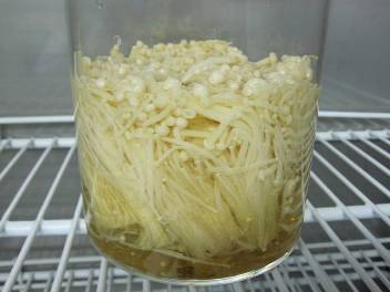 規格外エノキタケでGABAの生成 規格外エノキタケでGABAの生成