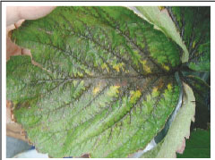 カリウム欠乏の症状。葉脈全体が黒変し、周辺部は黄化する。