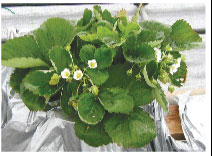 カルシウム欠乏の症状。