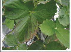 マンガン過剰の症状。古葉のしみ状斑点に加え、葉縁部の枯れ、巻き込みが見られる。