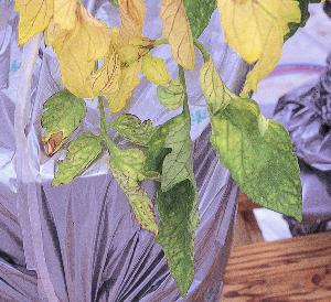 最下部葉は緑色