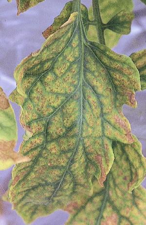 下位葉の黄化症状〜壊死斑（葉脈の緑色を鮮明に残す）