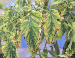 上位葉の黄化〜褐色壊死斑