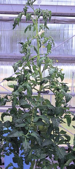 中下位葉の不鮮明な黄化症状