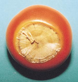 カルシウム欠乏による尻腐れ果