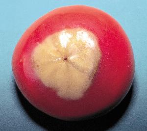 ケイ素欠乏による尻腐れ果