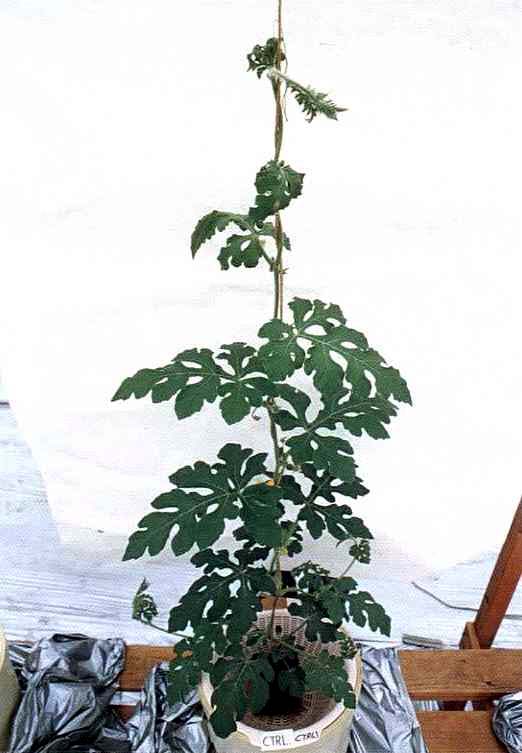 完全な生育状況