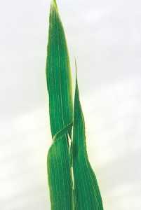 葉身部の奇形（葉がが裂ける）