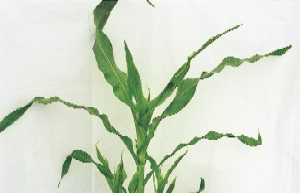 葉縁部の黄化と奇形（上位葉）