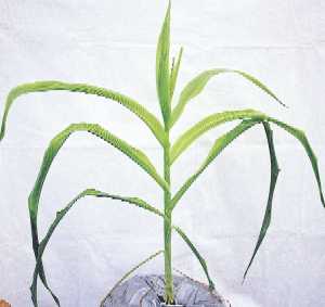 株の淡緑化と葉のしおれ