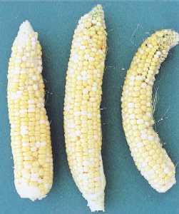 雌穂の奇形（湾曲）