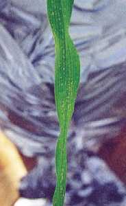 無数の白色小斑点（中下位葉）