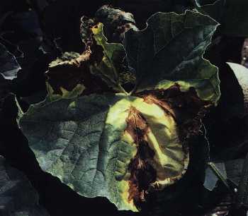 葉部におけるつる枯病の病徴