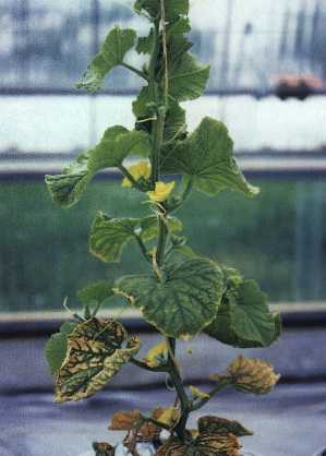 症状の進展状況