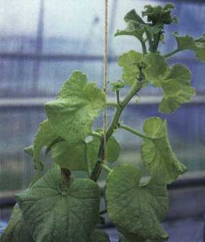 雄花の開花不全