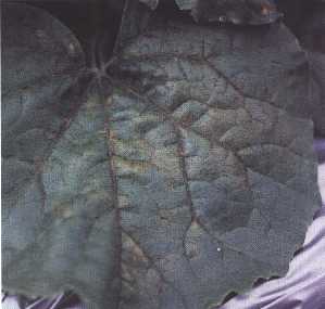 下位葉葉脈のチョコレート色化