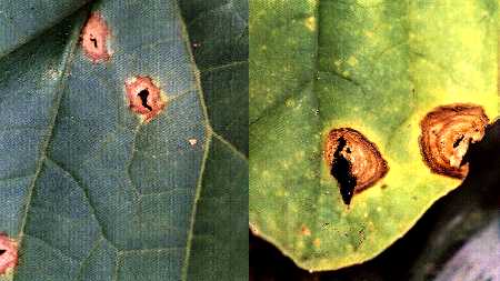 炭そ病の病斑と灰色かび病の病斑