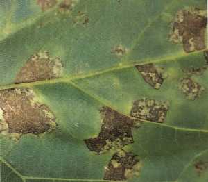 葉脈に囲まれた不正多角形斑