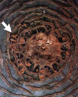 花痕部周縁の水浸状淡黄色病斑